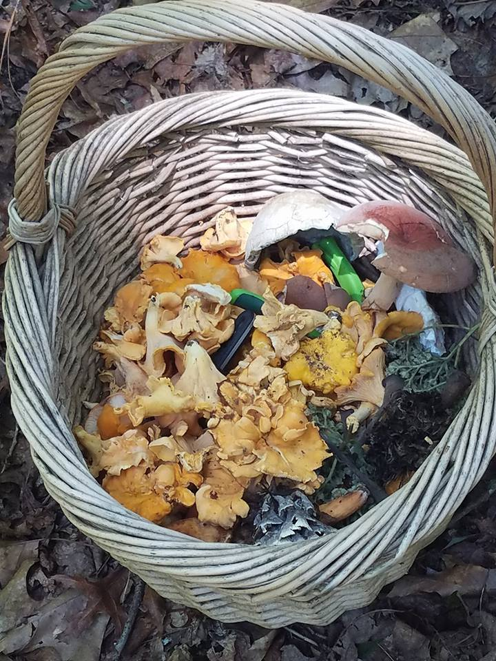 mushroom foragers of Georgia, a basket full of mushrooms of various shapes colors and sizes
