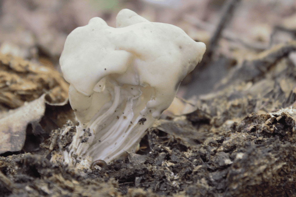mushroom foragers of Georgia, a white, smooth irregularly shaped mushroom