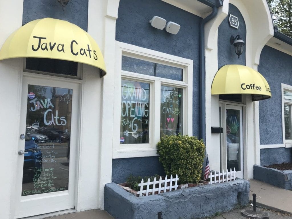 Storefront of Java Cats (photo by Rebecca Gaunt)