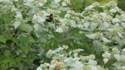 native plants and pollinators. Bees on mountain mint.