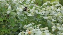 native plants and pollinators. Bees on mountain mint.