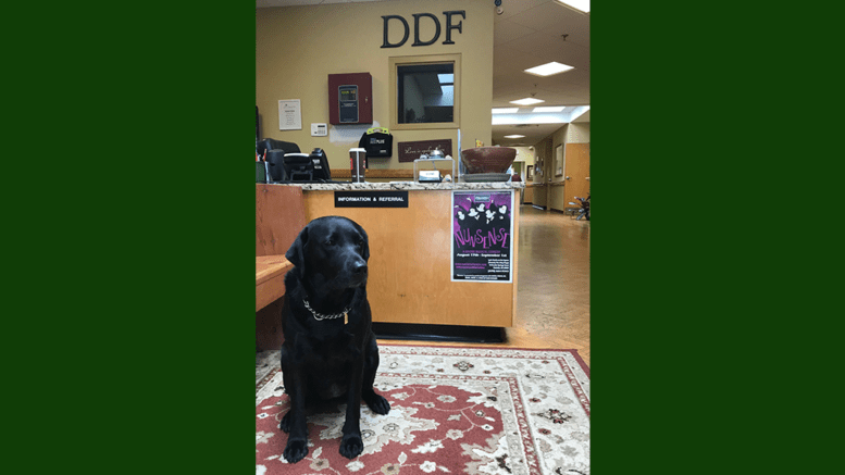 Oli the therapy dog greeted visitors at The Zone’s front desk last Tuesday. (photo by Rebecca Gaunt)