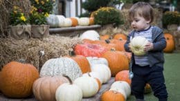 Child looks at pumpkins and gourds of various shapes and colors
