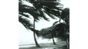 Palm trees bending under hurricane winds