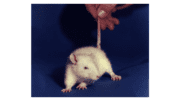 A white rat in a lab, with a human hand lifting the animal's tail.