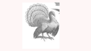 print of a turkey from a woodcut
