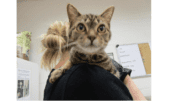 A small short-haired tabby on a woman's shoulder