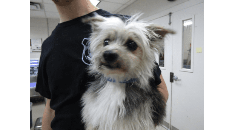 A small white terrier held up by a shelter staff member