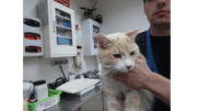 An orange tabby being held by a staffer in what seem to be a veterinary room