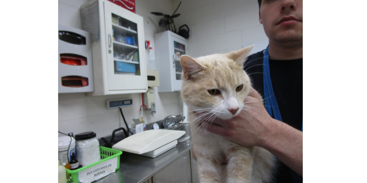 I'm sad now, but if you adopt me I promise, I'll be very happy! Cobb  County Courier Sad Cat of the Day, December 13 - Cobb County Courier