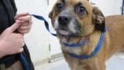 Sad-eyed dog on a leash looking up toward the camera
