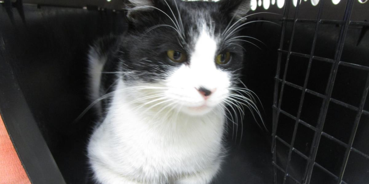 Cobb County Courier Cat of the Day "I eligible for adoption