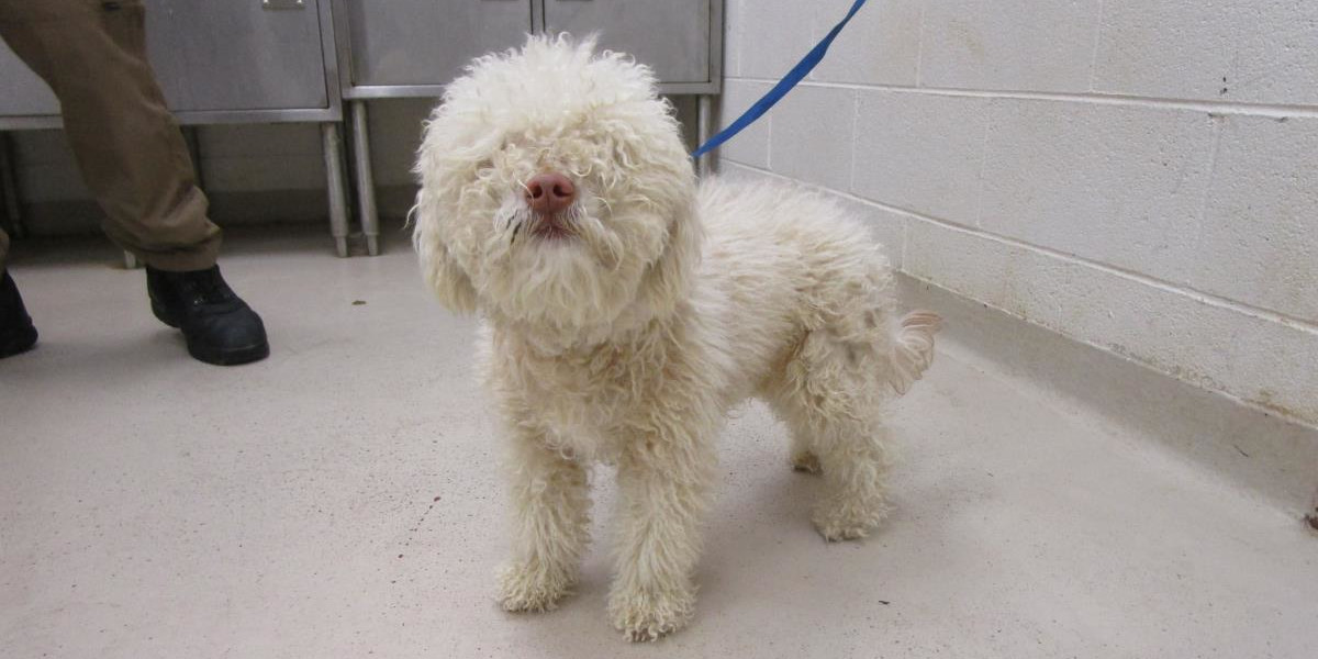 Cobb County Courier Dog Of The Day: "Look Into My Eyes (if You Can Find ...