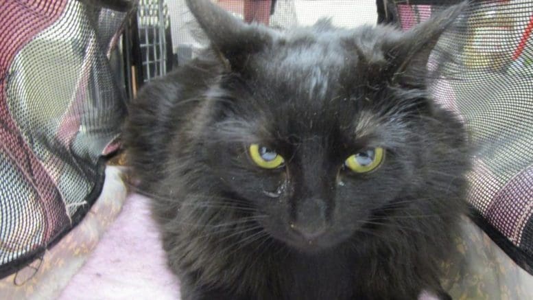A angry black cat inside a pink cage, looking at the camera