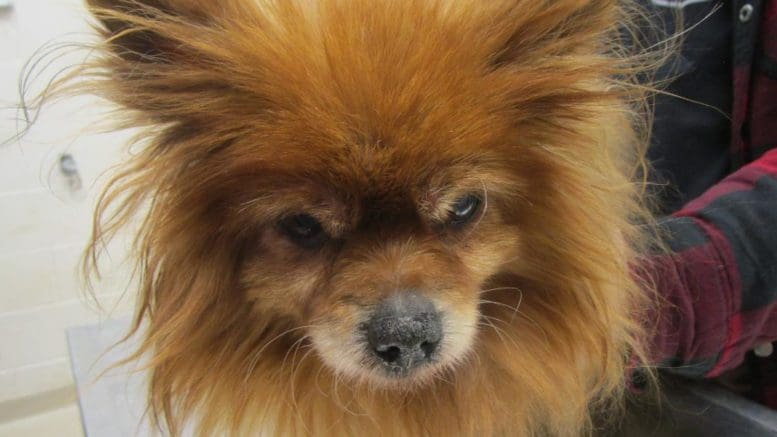A red pomeranian, looking angry, held by someone behind him