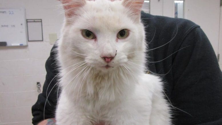 A white cat held by someone behind, looking at the camera