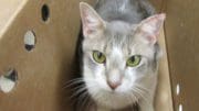 A gray tabby/white cat inside a box, looking at the camera