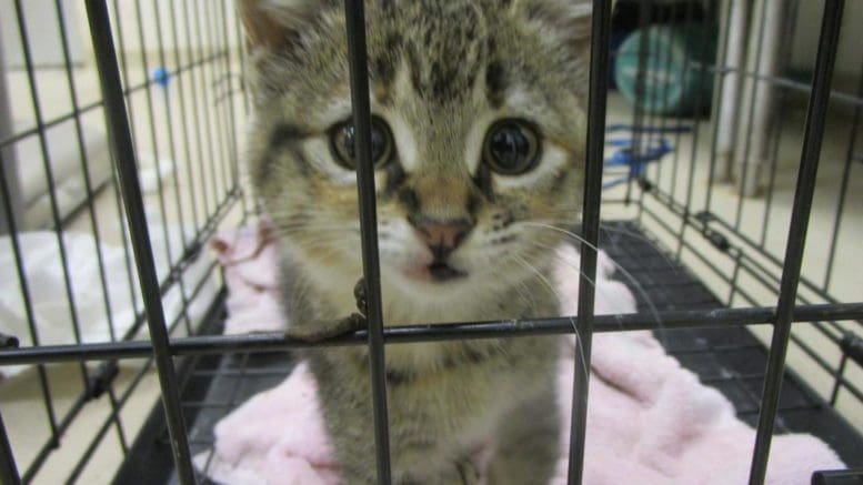 A tabby calico kitten inside a cage with pink blanket, looking at the camera