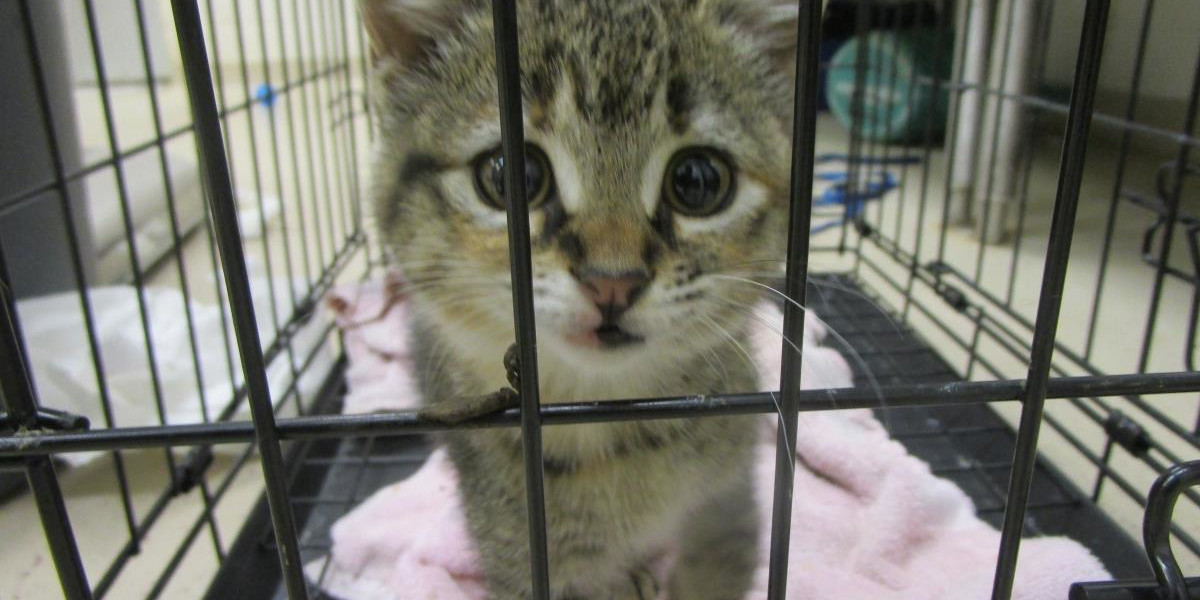 Cobb County Courier Cat of the Day: "Release me from captivity ... - Cobb County Courier