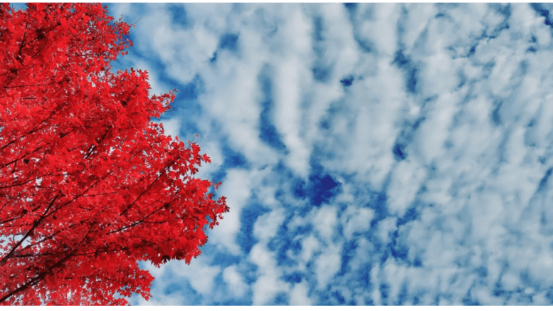 A tree with bright red leaves to the left of the image, and a line of parallel puffy clouds against a blue sky on the right.