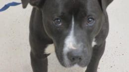 A black/white pit bull type with a blue leash, looking at the camera