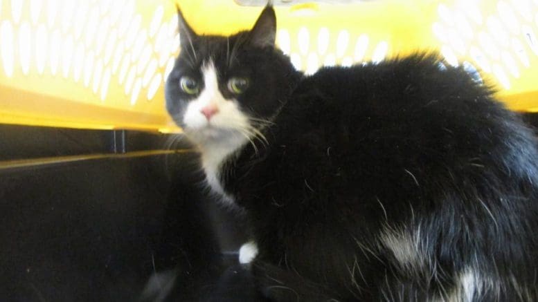 A black/white cat inside a yellow/black cage, looking at the camera
