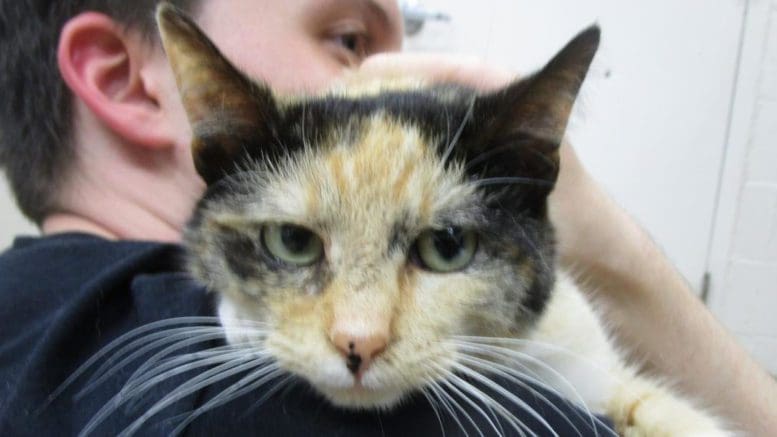 A calico cat held by someone, looking at the camera