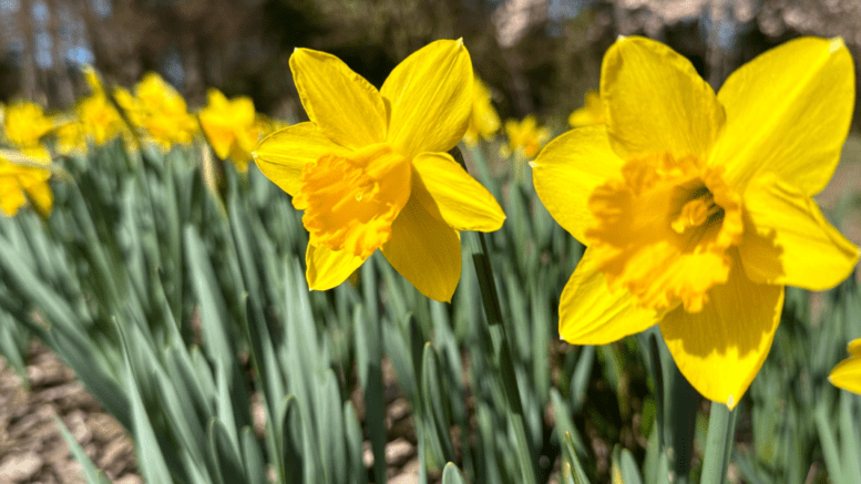 A closeup of a field of daffodils