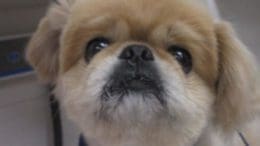 A tan/white pekingese, looking at the camera