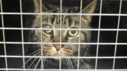 A tabby cat inside a cage, looking outside