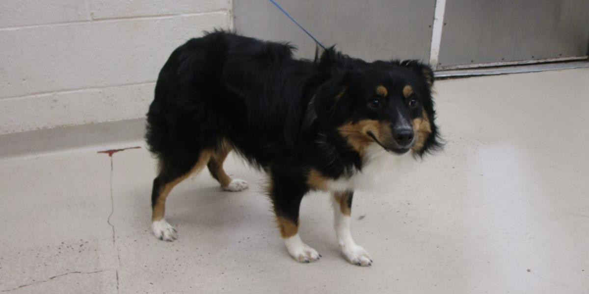 Breed Spotlight: Australian Shepherd - Animal Behavior College