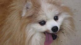 A tan/white pomeranian with tongue's out