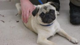 A fawn pug held by someone behind, looking at the camera