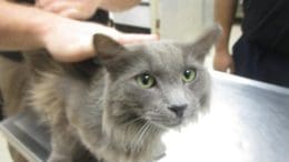 A gray cat held by someone behind