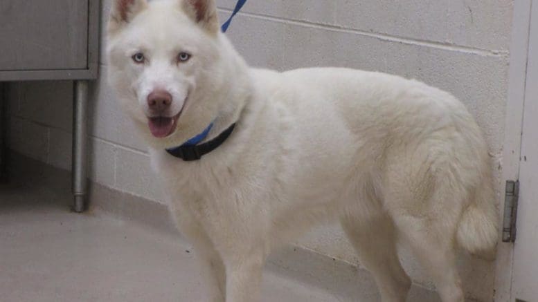 A white shepherd with a blue leash, looking at the camera