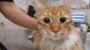 An orange/tabby cat held by someone behind, looking at the camera