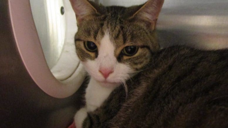 A tabby and white cat inside a cage, looking at the camera