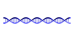 A rendering of the DNA double helix