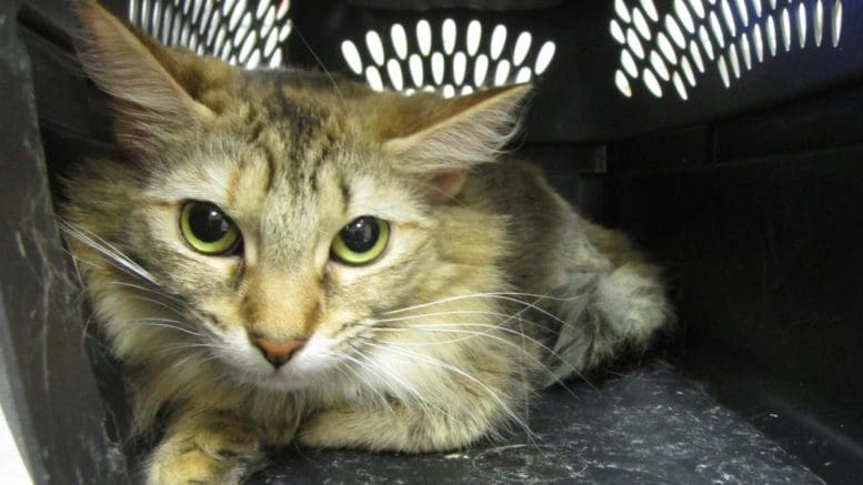 A tabby cat inside a cage, looking at the camera
