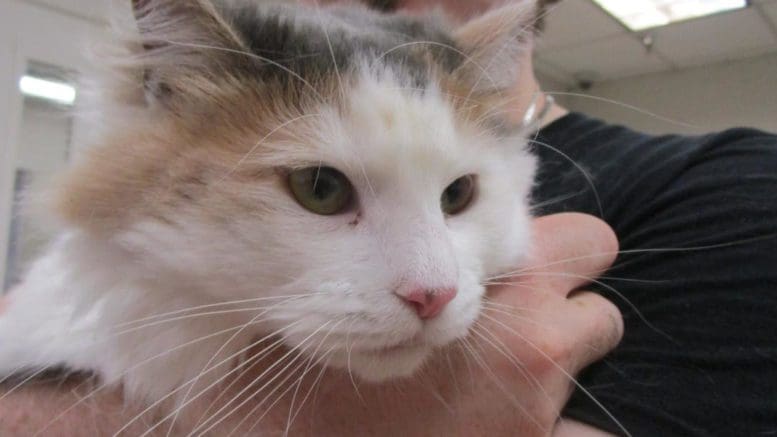 A muted calico cat held by someone