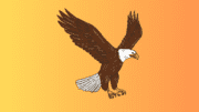 A drawing of a bald eagle in flight