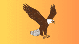 A drawing of a bald eagle in flight