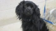 A black spaniel dog with a blue leash, looking sad