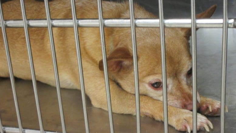 A tan/white chihuahua inside a cage, looking sad