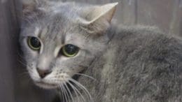 A gray tabby cat looking sad
