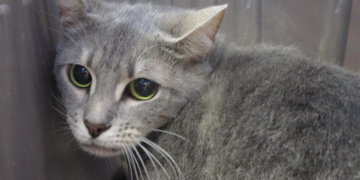 Cobb County Courier Cat of the Day "I don't know exactly where I am