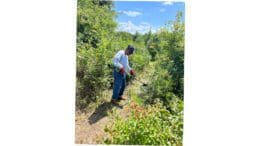 A man with a weed wacker clears brush from a trail
