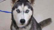 A black/white husky with a blue leash, looking angry