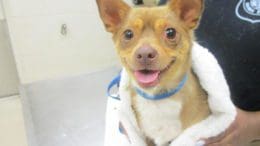 A tri-color chihuahua held by someone behind, looking happy