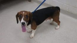 A tri-color beagle with a blue leash and tongue's out